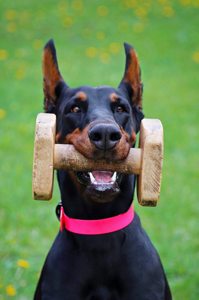 doberman, contribution, keep-4244735.jpg