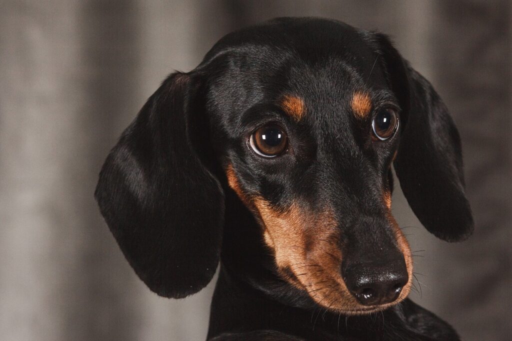 dog, dachshund, animal-1232449.jpg