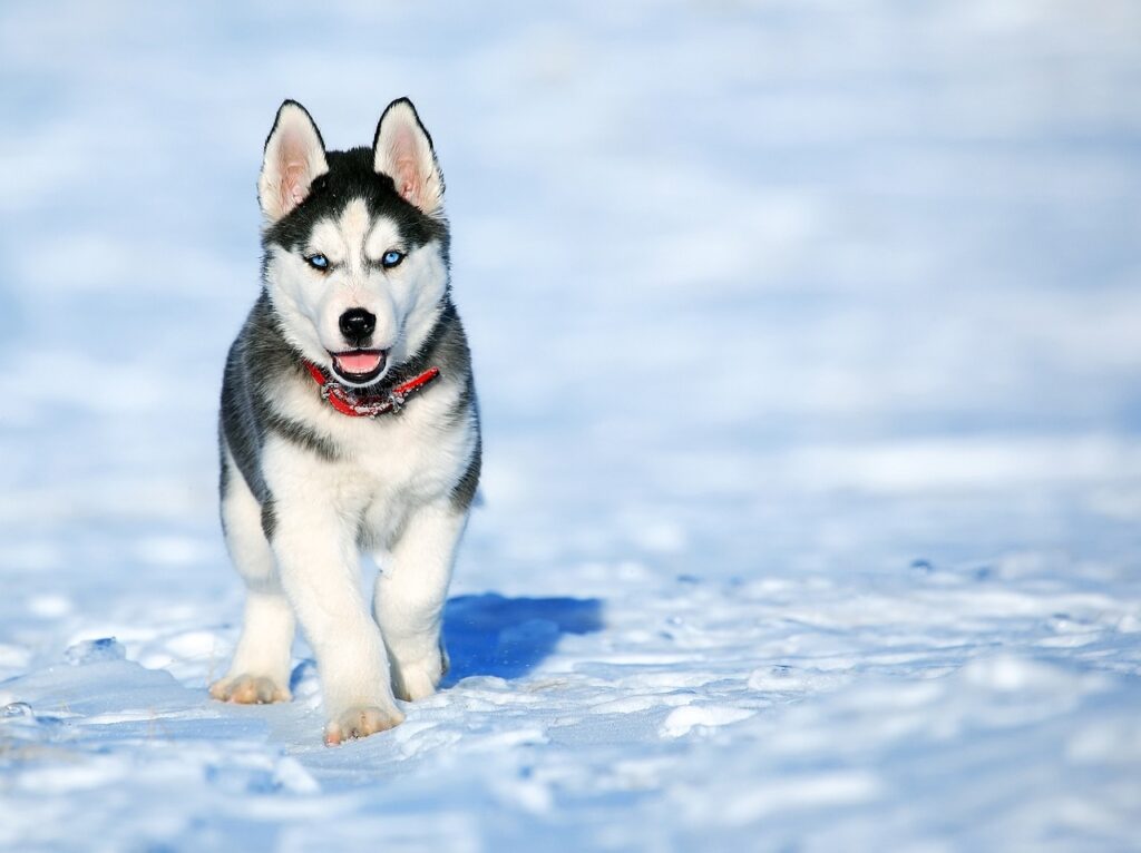 dog, husky, animal-2332240.jpg