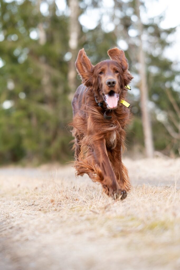 dog, irish, setter-7128743.jpg