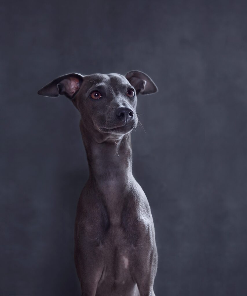 dog, italian greyhound, canine-7122379.jpg