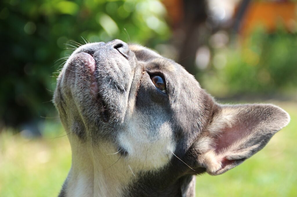 french bulldog, dog, pet-6566040.jpg