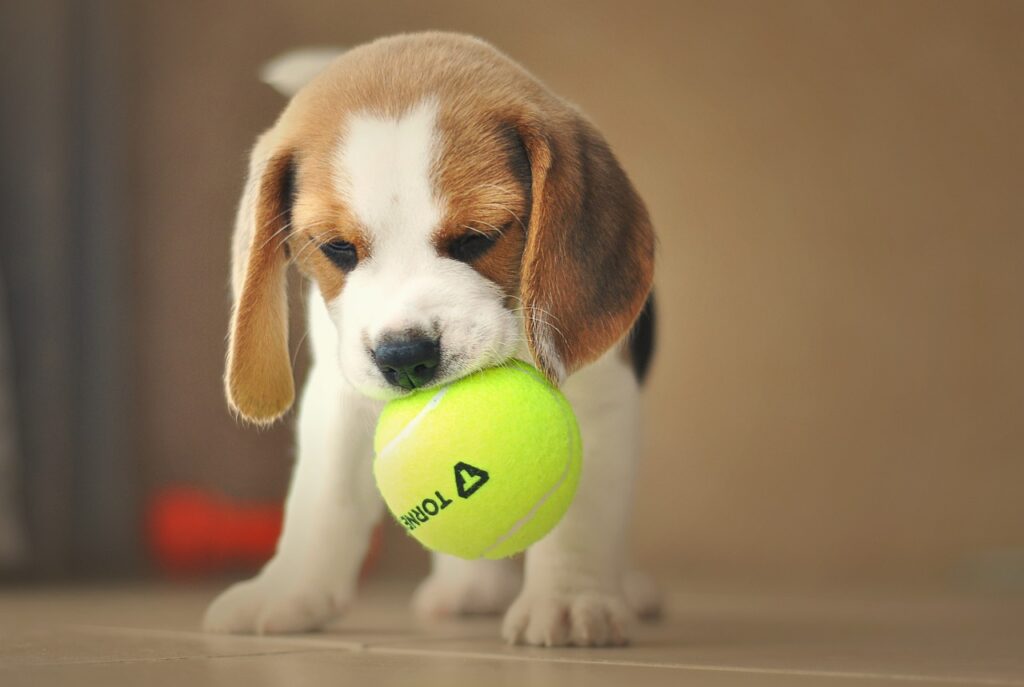 puppy, dog, beagle-5246297.jpg