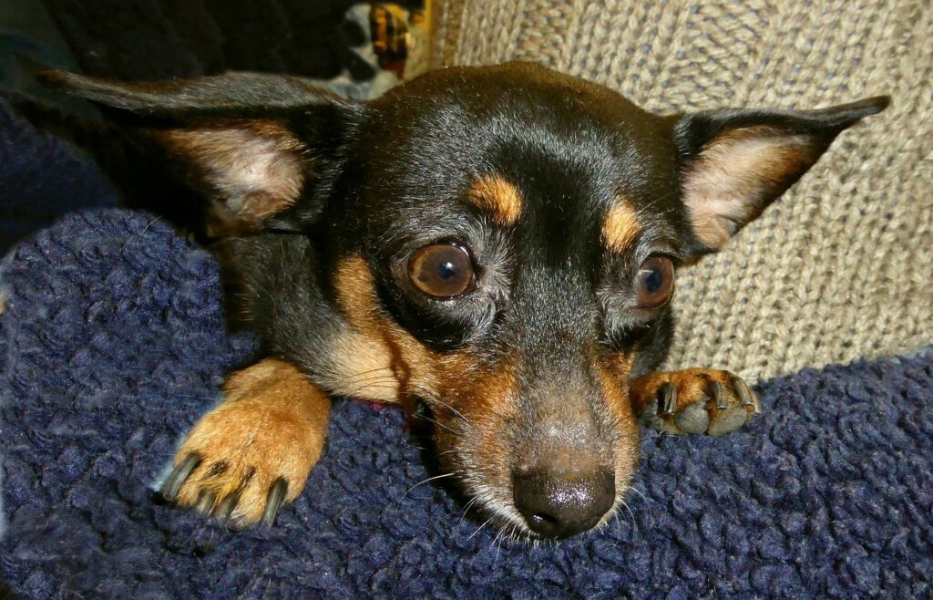 small dog, cute, pinscher-785150.jpg